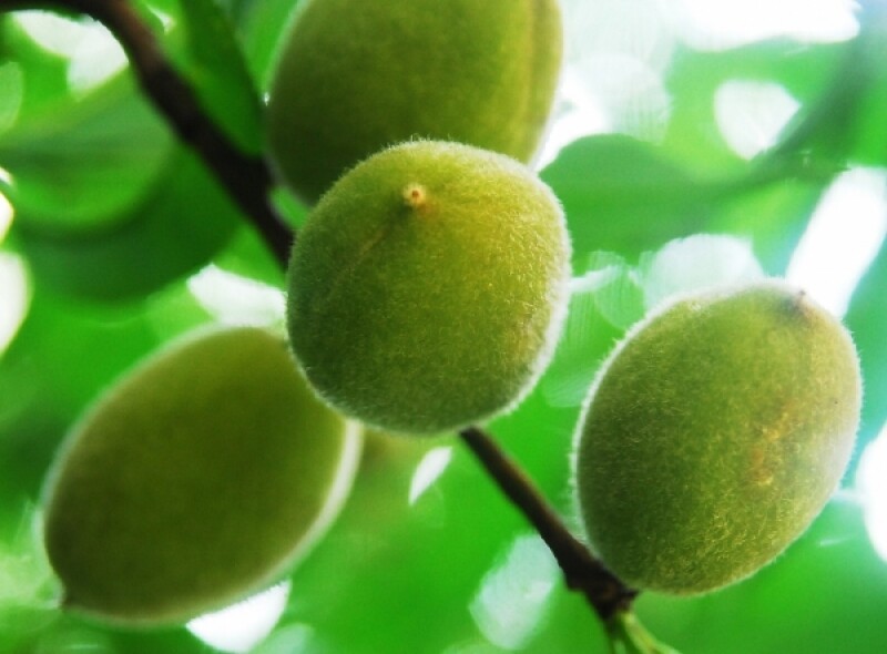 시골장터,백두대간건강나라,가시오가피,여주즙,가시오가피즙,건강즙,양배추브로콜리즙,돼지감자즙,개복숭아즙,개복숭아엑기스,레드비트즙,가시오가피,레드비트,생여주,개복숭아,건강식품,