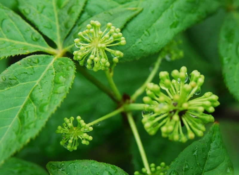 시골장터,백두대간건강나라,가시오가피,여주즙,가시오가피즙,건강즙,양배추브로콜리즙,돼지감자즙,개복숭아즙,개복숭아엑기스,레드비트즙,가시오가피,레드비트,생여주,개복숭아,건강식품,